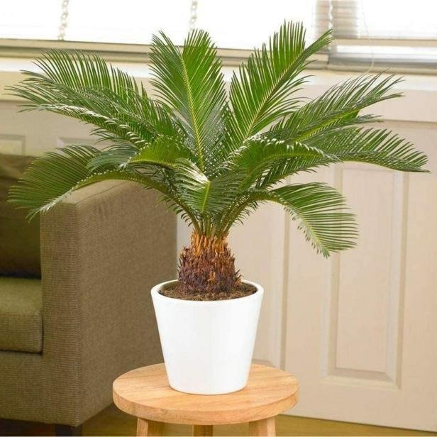 5 cây cảnh chiêu tài đón phúc, chủ nhà trồng đến đâu, tài lộc nhiều đến đó