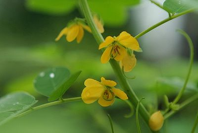 5 bài thuốc từ thảo quyết minh chữa bệnh về mắt
