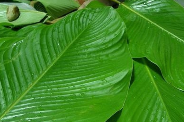 Cách giải rượu bằng loại lá quen thuộc, giá rẻ