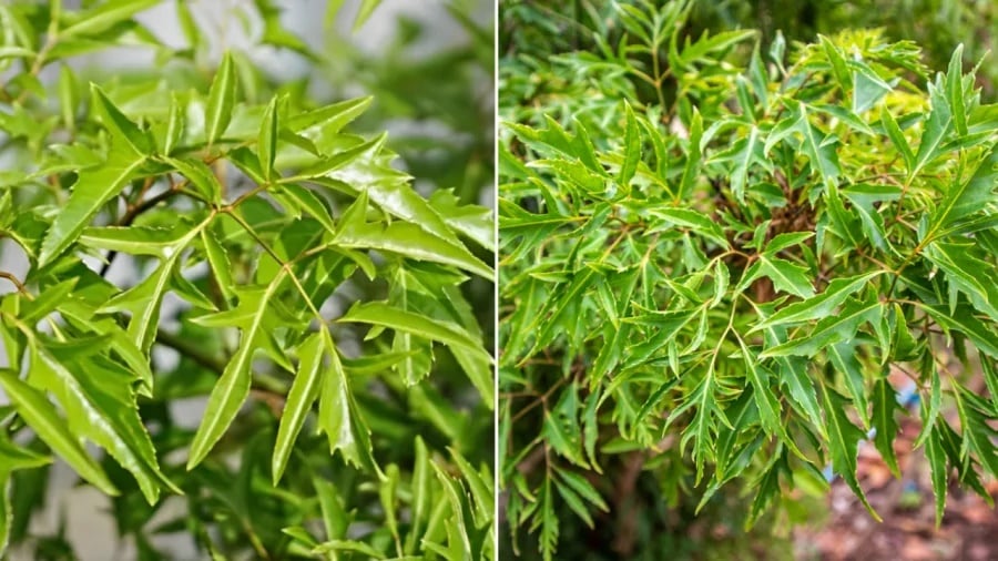 Vị trí tốt nhất trồng cây Đinh Lăng theo phong thủy: Chỉ cần 1 cây cũng hút Tài Lộc, gia chủ phát tài